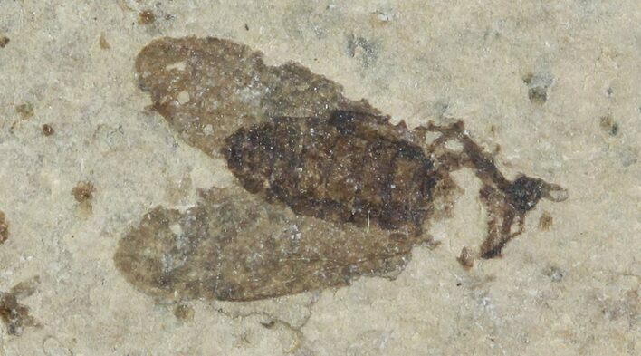 Fossil March Fly (Plecia) - Green River Formation #65188